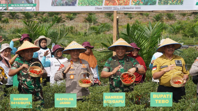 Danrem 042/Gapu dan Kapolda Jambi Panen Cabai Bareng Forkopimda Tebo